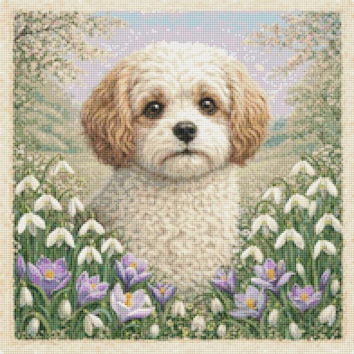 Cavachon puppy dog spring - cavachon,
