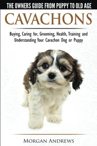 Cavachons the owner - cavachons,
