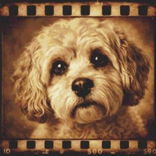Cavachon Puppy Dog Echoes on